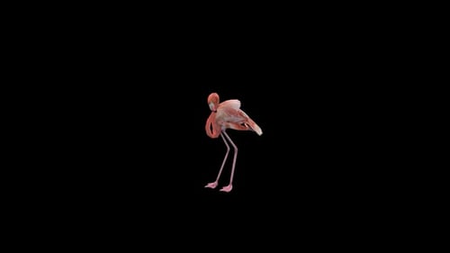 Flamingo Schlaf