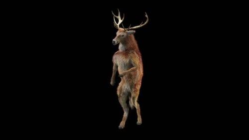 3D Realistic Deer Dancing Animation on Black Alpha Channel