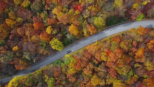 Aerial of Cars Driving Through Sunny Autumn Forest