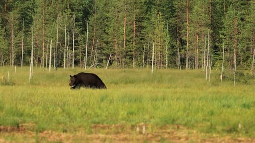 Brown Bear Walking Through Grassy Field