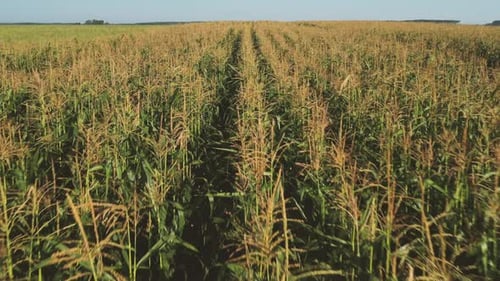 Green Maize Corn Field Plantation In Summer Agricultural Season