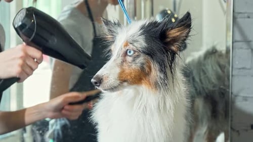 Dog Groomer Dries Fluffy Collie Dog's Fur