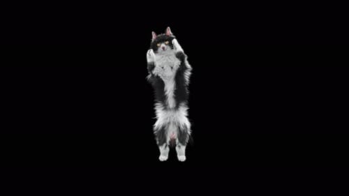 Katze jubelt 4K