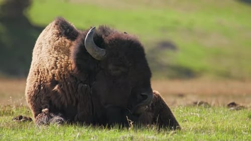 Bisonte americano pardo conocido como búfalo americano o simplemente Buffalo USA