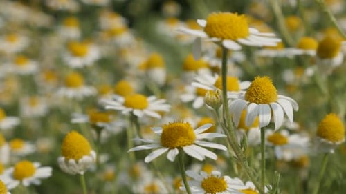 Flowers of common Chamomile shallow DOF 4K 2160p 30fps UltraHD footage - Matricaria recutita plant i