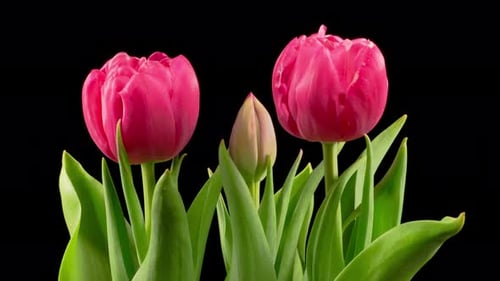 Tulips Blooming Timelapse Against Black Background