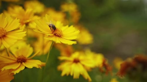Biene sammelt Pollen auf gelber Blüte