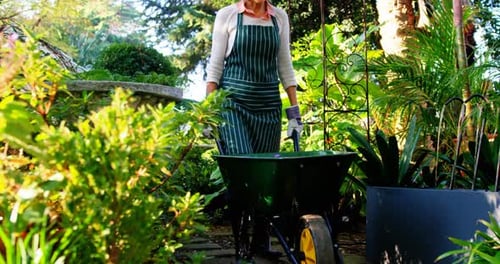 Woman Pushes Wheelbarrow in Green Garden on Sunny Day