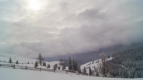The Winter Mountain Forest