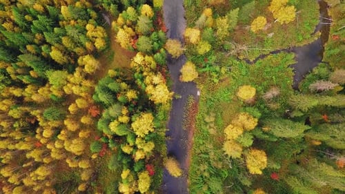 Colorful Mixed Forest with Red, Yellow, and Green Foliage in Autumn. Aerial Top View of Deciduous