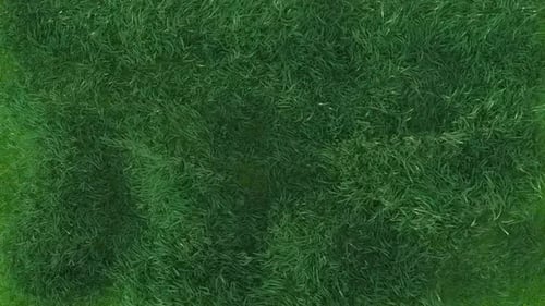 Schnellblasende Grasschleife