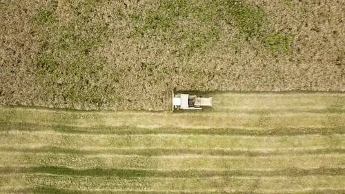 Aerial view of combine harvester harvesting large ripe wheat field. Agriculture from drone view