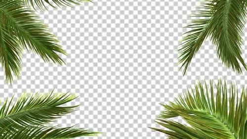 Coconut Palm Leaf Frame