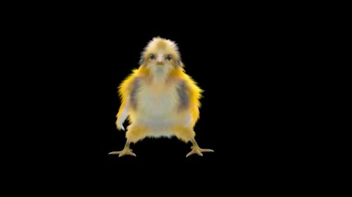 Cute Fluffy Chick Dancing on Black Background