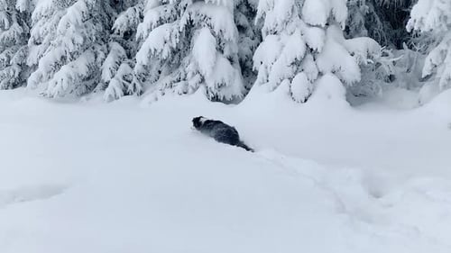 Dog in Winter Forest