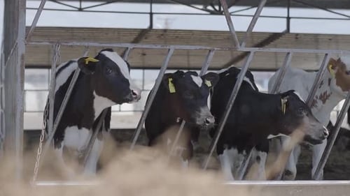 Calves Feeding Process on Modern Farm. Close Up Cow Feeding on Milk Farm. Cow on Dairy Farm Eating