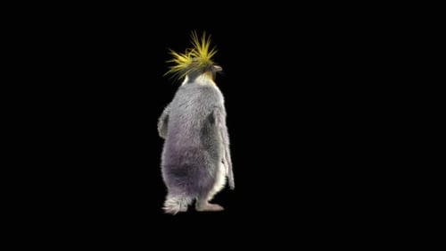 3D Crested Penguin Walking Animation with Alpha Channel