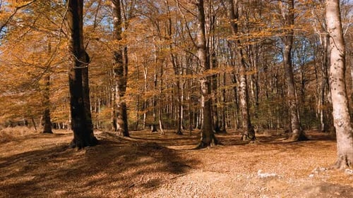 Blätter aus Holz