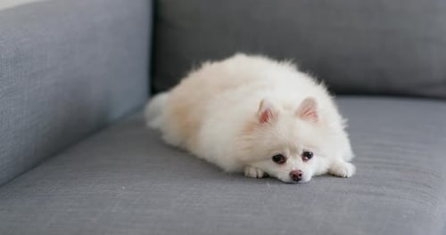 Fluffy Pomeranian Dog Resting on Sofa