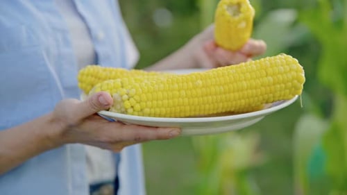 Person Holds Plate of Fresh Yellow Corn