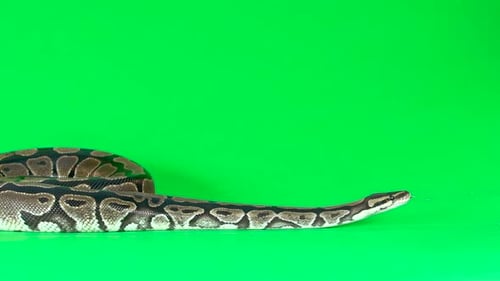 Royal Python o Python Regius sobre un fondo verde en Studio. Cámara lenta
