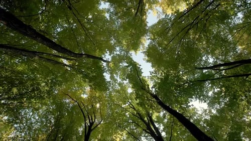 Bottom Up View of Lush Green Foliage of Trees Walking Through the Forest