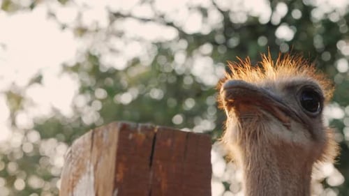 Funny African Ostrich Pecks at a Fence