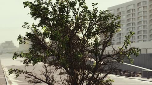Empty Beach Car Park Spaces Covered in Asphalt