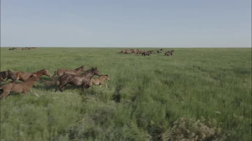 Chevaux sauvages qui courent des Mustangs sauvages sur la belle herbe verte