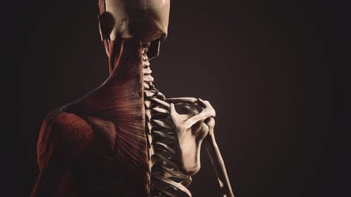 3D Human Muscular and Skeletal System Anatomy Reveal