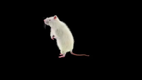 Animated White Rat Standing and Looking Around