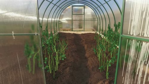 Croissance des tomates en serre