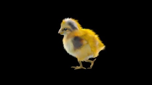 Fluffy Baby Chick Walking Animation Loop