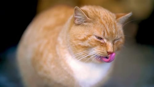 Ginger Cat Licking, Yawning in a Close-Up Shot