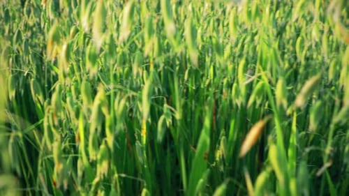 Close Up Oats In Agricultural Field