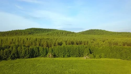 Nature de la forêt