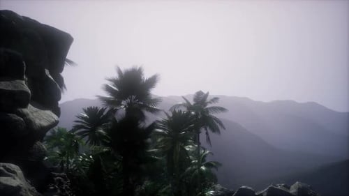 Misty Tropical Mountain Landscape with Palm Trees