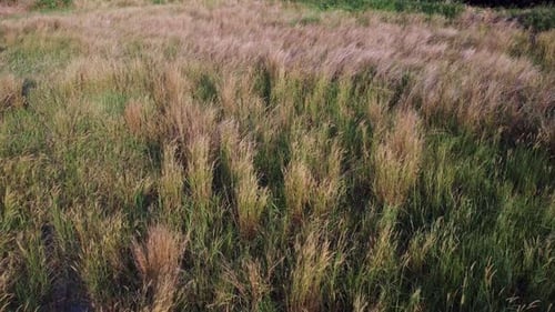 Strohgrasblume wächst wild in der Natur in der Luft