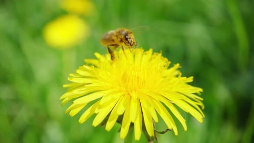 Bee Gathering Pollen From Yellow Dandelion Flower