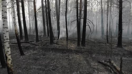 Dark Mysterious Burned Forest Landscape.