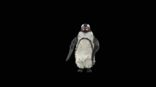Realistic 3D Animated Penguin Walking Forward