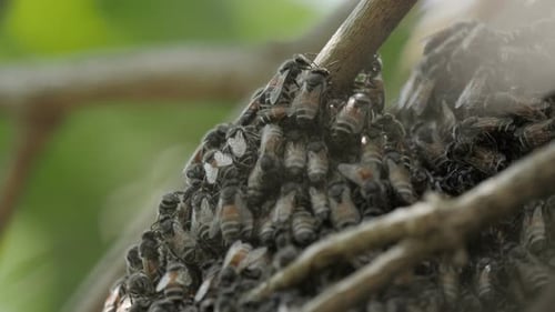 Bienen-Bienenstock