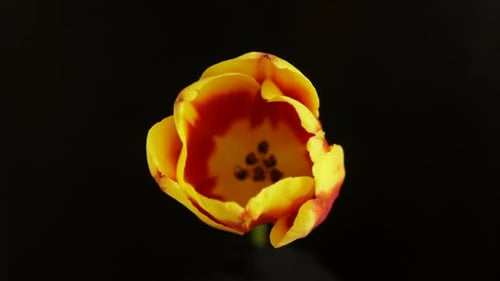 Blooming Yellow and Red Tulip Flower Close Up