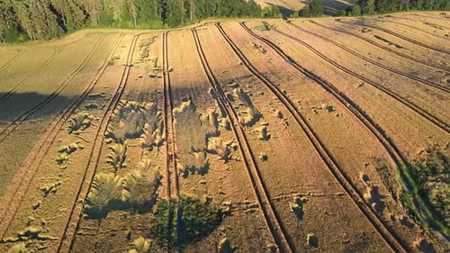 Vue aérienne du champ de céréales avec pointes couchées