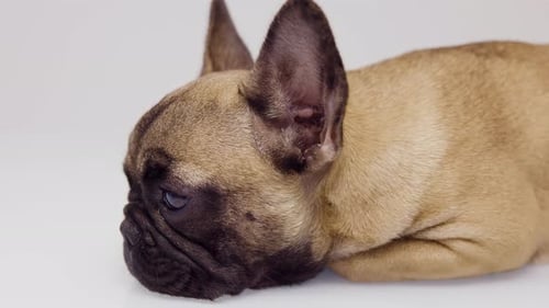 Tan French Bulldog Resting in Close Up