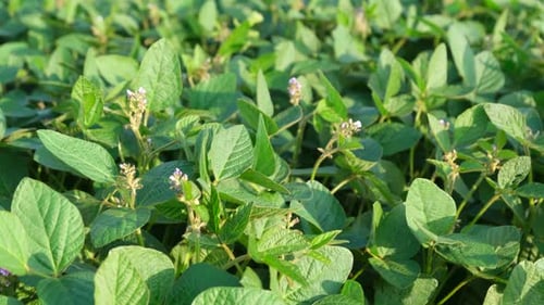 Close Up of Soybean Leaves and Plants on Soybean Plantation