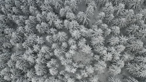 Flight Above a Frozen Forest and Spruce Trees Covered with Snow in Winter