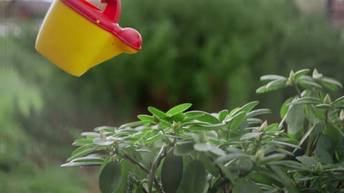 Children's Watering Can Watering Flowers in the Garden