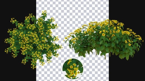 Cultivo de flores de Weigela