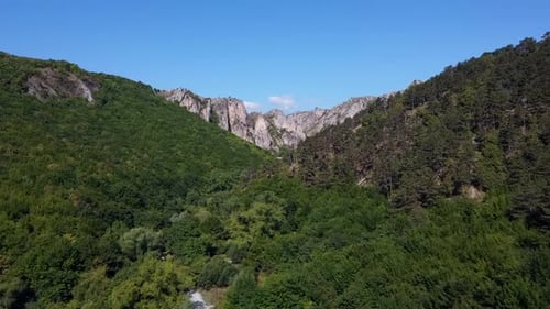 Forest On Summer Day Aerial View